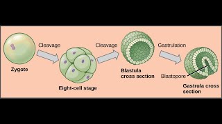 Development of frog upto gastrulation and formation of primary germ layers [upl. by Gratia366]