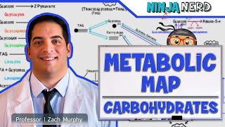 Metabolism  The Metabolic Map Carbohydrates [upl. by Imoyn]