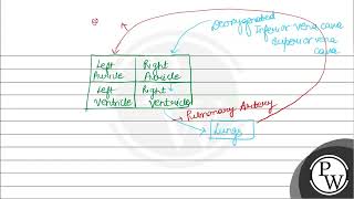 Which of the following sequence is truly a systemic circulation pathway 1 Right ventricle \ [upl. by Cirle]