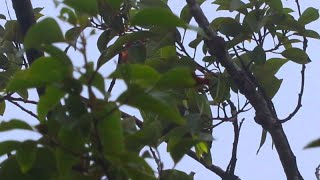 Whitefronted Amazon Parrot Amazona albifrons singing and calling in the cloudforest of Costa Rica [upl. by Lhok786]