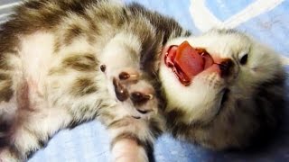 Cute Kittens Meowing Purring Playing for the First Time Videos Compilation [upl. by Blumenfeld]