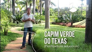 Capim verde do Texas  Jardim sem segredo [upl. by Reni]