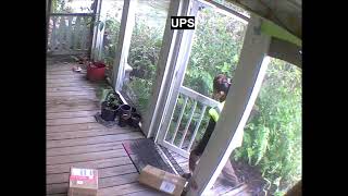 FEDEX vs UPS vs USPS A day in the life of a front porch [upl. by Akiemaj]