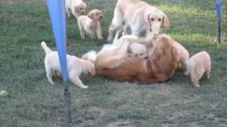 Golden Retriever Puppies Swarm Mama and Papa [upl. by Kila451]