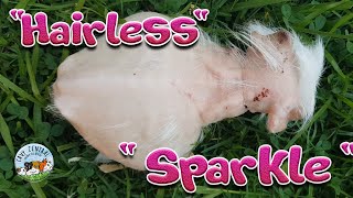 Skinny pigs in Australia  check out Sparkle the guinea pig [upl. by Ellehsor961]