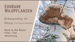 Birkenporling Formitopsis betulina im Winter essbare Wildpflanzen [upl. by Flory]