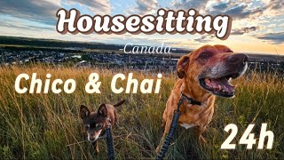 One day as a Housesitter in Canada 🇨🇦 with Chico amp Chai [upl. by Navnod616]