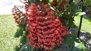 Clerodendrum panniculatum  Pagoda flower [upl. by Sekoorb]