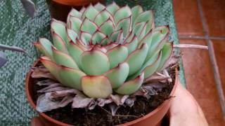 How to remove dead leaves from Echeveria Succulent Plants [upl. by Enneirda140]