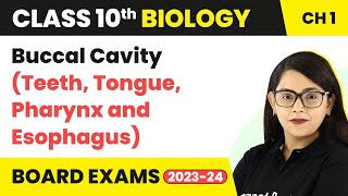 Buccal Cavity Teeth Tongue Pharynx and Esophagus  Life Process  Class 10 Biology [upl. by Ruffina]