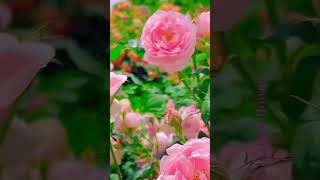 Pink roses flowers flowers rosegardentour nature roseflowergarden naturalflowers tradingrose [upl. by Hubing]