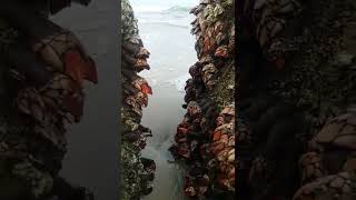 🌞 PERCEBES CANGREJOS Y ESPONJAS DE MAR 🌊 EN CANOAS DE PUNTA SAL [upl. by Arot]