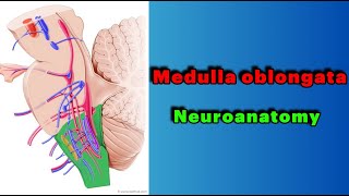 جلسه 2  ساختار بصل النخاعMyelencephalon structure of Medulla oblongata [upl. by Mallin]