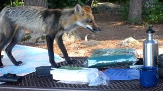 Visitor to my Voyageurs National Park campsite part 3 [upl. by Yrtua716]