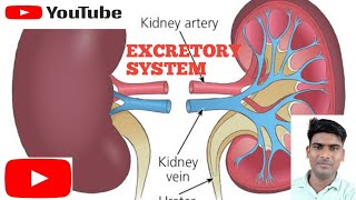 Excretory system  Excretion  Human Kidney  Class10 amp 11 and other exam biology [upl. by Salokin]