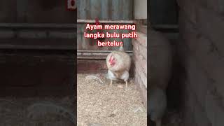 Ayam langka Merawang bulu putih bertelur [upl. by Ahsienad]