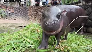 Moo Dang Baby Hippo Dance  Song A Day 5748 [upl. by Eniar]