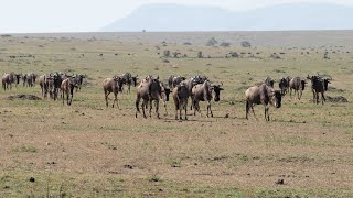 Wildebeest Migration [upl. by Katt]