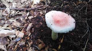 Russula emetica  bljuvara [upl. by Lecrad944]