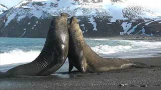 Elephant Seal fight on South Georgia Island [upl. by Anelah913]