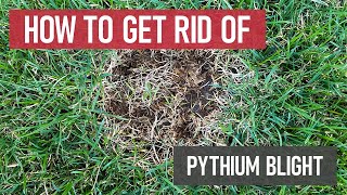 How to Get Rid of Pythium Blight Lawn Fungus amp Disease [upl. by Kamila]