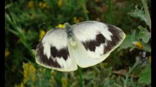 Mariposa capuchina Pieris cheiranthi Entrevista radiofónica [upl. by Labana]