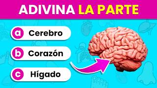 Identifica las PARTES y ÓRGANOS del Cuerpo por la IMAGEN 🫁🤔✅  Test del Cuerpo Humano🧍‍♂️🧍‍♀️ [upl. by Zweig]