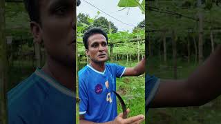 Cutting bottle gourd I লাউ farmers farming লাউ bottlegourd লাউচাষ farmerlife farmerslife [upl. by Sinnoda]