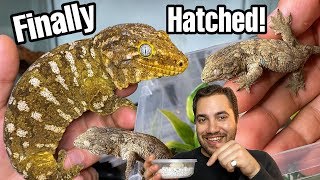 THEY HATCHED JUST IN TIME Rhacodactylus leachianus gecko babies [upl. by Entroc690]