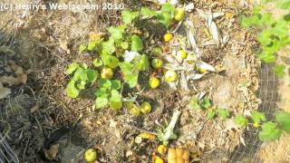 Compost Cam Timelapse  Preview [upl. by Girard]