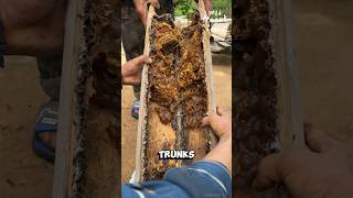 Harvesting Honey from Stingless Bees [upl. by Gilford677]