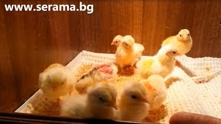 Ayam Serama Bulgaria  Malay chicks 1 day [upl. by Aubert291]