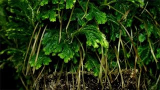 Selaginella martensii  Moosfarn  Martenss Spike Moss [upl. by Jovitah652]