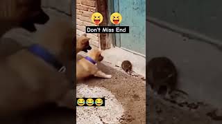 Dog Vs Rat World War funny comedy [upl. by Brianna]