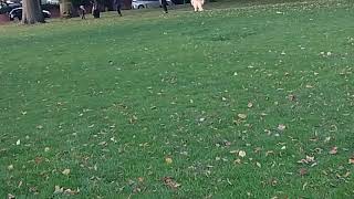 The two videos at Bearwood lightwoods park the two dogs and Shakespeares Garden Oct 3 20241 [upl. by Esoj]