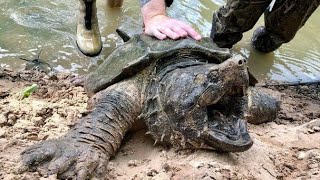 The alligator snapping turtle Macrochelys temminckii [upl. by Hsivat]