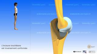 Le coude  mouvements ostéologie [upl. by Damalus]
