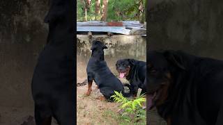 Lovely rottweiler family🥰😍❤️ pets viral [upl. by Minetta68]