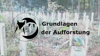 Grundlagen der Aufforstung [upl. by Anilosi]