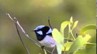 Superb Fairywren Malurus cyaneus [upl. by Llewellyn844]