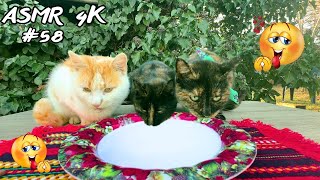 Cat Family😺😻😸Drinking Warm Milk  asmr cat eating 58 [upl. by Vivica]