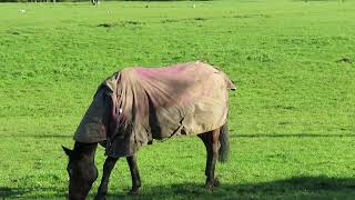 BUSHEY HEATH VILLAGE HORSES [upl. by Geldens]