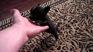 U HAVE TO SEE Micro Pocket Chihuahua  Female Black Shipping Available LOOK [upl. by Brit]