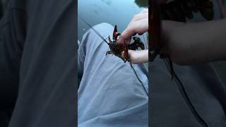 CRAYFISH CAUGHT IN UK CANAL CARP FISHING fishing carpfishing [upl. by Lynd]