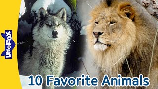 Kids 10 Favorite Animals  Wild Life Animals  Meet the Animals l Little Fox [upl. by Lazaruk]