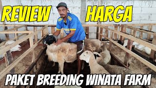 Review Harga Paket Breeding Ekonomis sampai Paket Dorper di kandang Winata farm kediri [upl. by Artinad]