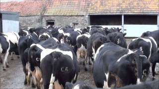 bringing the cows round for milking from their winter housing [upl. by Hinkel]