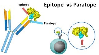 Epitope vs paratope [upl. by Nirol]