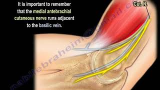 NERVE INJURY The Medial Antebrachial Cutaneous Everything You Need To Know  Dr Nabil Ebraheim [upl. by Edualcnaej]