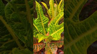 Cróton Plants 😍  These Unique Varieties  ක්‍රෝටන් වර්ග  Clean Air 🍃 plants croton [upl. by Buckler]